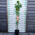 Stĺpovitá čerešňa (Prunus avium) ‘VIKTÓRIA’-  stredne skorá - výška 150-170 cm, kont. C7L